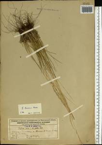 Овсяница Беккера (Hack.) Trautv., Восточная Европа, Волжско-Камский район (E7) (Россия)