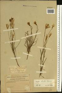 Pseudopodospermum tauricum (M. Bieb.) Vasjukov & Saksonov, Восточная Европа, Средневолжский район (E8) (Россия)