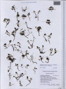 Gaultheria tasmanica (Hook. fil.) D. J. Middleton, Австралия и Океания (AUSTR) (Новая Зеландия)