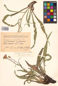Takhtajaniantha austriaca (Willd.) Zaika, Sukhor. & N. Kilian, Восточная Европа, Нижневолжский район (E9) (Россия)