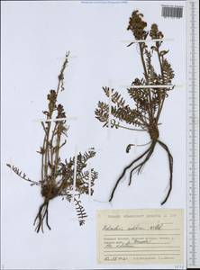 Мытник судетский Willd., Сибирь, Чукотка и Камчатка (S7) (Россия)