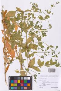 Волдырник ягодный (L.) Durande, Восточная Европа, Центральный район (E4) (Россия)