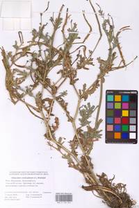 Мачок рогатый (L.) Rudolph, Восточная Европа, Нижневолжский район (E9) (Россия)