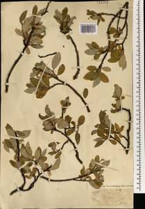 Ива сизая L., Монголия (MONG) (Монголия)