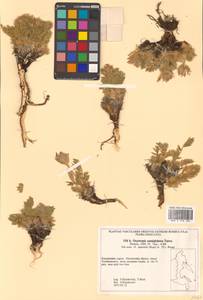 Oxytropis ajanensis subsp. semiglobosa (Jurtzev) N.S.Pavlova, Сибирь, Чукотка и Камчатка (S7) (Россия)