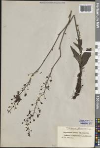 Коровяк фиолетовый L., Восточная Европа, Центральный лесостепной район (E6) (Россия)