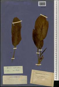 Aglaonema simplex (Blume) Blume, Зарубежная Азия (ASIA) (Неизвестно)