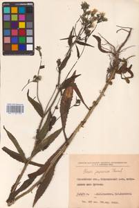 Picris japonica subsp. japonica, Сибирь, Дальний Восток (S6) (Россия)