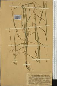 Carex leersii F.W.Schultz, nom. cons., Западная Европа (EUR) (Германия)