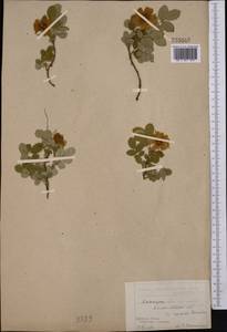 Шиповник колючейший, Шиповник бедренцелистный L., Средняя Азия и Казахстан, Северный и Центральный Казахстан (M10) (Казахстан)