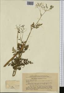 Anthriscus sylvestris subsp. sylvestris, Западная Европа (EUR) (Румыния)