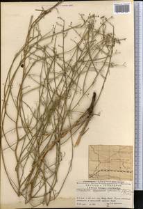 Хондрилла Боссэ Iljin, Средняя Азия и Казахстан, Муюнкумы, Прибалхашье и Бетпак-Дала (M9) (Казахстан)