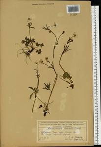 Лютик близкий C.A.Mey., Восточная Европа, Северный район (E1) (Россия)