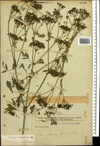 Болиголов крапчатый, Болиголов пятнистый L., Кавказ, Азербайджан (K6) (Азербайджан)