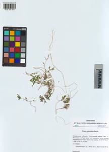 KUZ 005 331, Draba lanceolata Royle, Сибирь, Алтай и Саяны (S2) (Россия)
