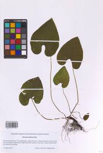 Бруннера сибирская Steven, Восточная Европа, Московская область и Москва (E4a) (Россия)