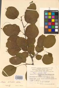 Яблоня лесная Mill., Восточная Европа, Центральный район (E4) (Россия)