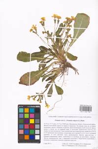 Primula veris × vulgaris, Восточная Европа, Московская область и Москва (E4a) (Россия)
