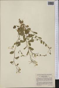 Cardamine rotundifolia Michx., Америка (AMER) (США)