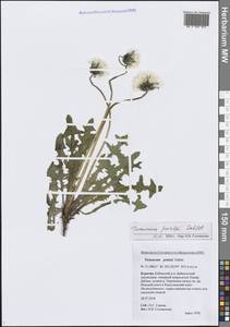 Одуванчик длиннорогий Dahlst., Сибирь, Прибайкалье и Забайкалье (S4) (Россия)