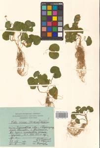 Фиалка толстая (Makino) Makino, Сибирь, Дальний Восток (S6) (Россия)