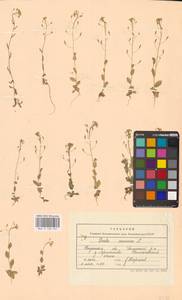 Крупка дубравная L., Восточная Европа, Средневолжский район (E8) (Россия)