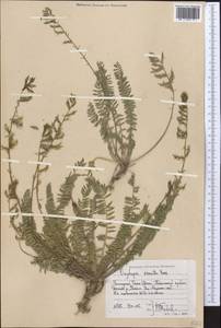Oxytropis ornata Vassilcz., Средняя Азия и Казахстан, Западный Тянь-Шань и Каратау (M3) (Узбекистан)