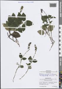 Ортилия однобокая (L.) House, Восточная Европа, Средневолжский район (E8) (Россия)