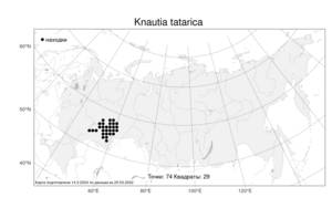 Knautia tatarica, Короставник татарский (L.) Szabó, Атлас флоры России (FLORUS) (Россия)