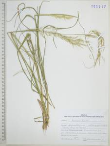 Чий пекинский (Hance) Ohwi, Сибирь, Дальний Восток (S6) (Россия)