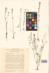 Сердечник мелкоцветковый L., Восточная Европа, Центральный район (E4) (Россия)