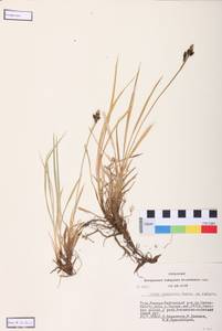 Carex bigelowii subsp. ensifolia (Turcz. ex Gorodkov) Holub, Сибирь, Алтай и Саяны (S2) (Россия)