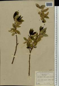Salix ×meyeriana Rostk. ex Willd., Восточная Европа, Московская область и Москва (E4a) (Россия)