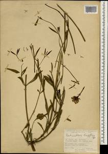 Кентрантус длинноцветковый Steven, Зарубежная Азия (ASIA) (Турция)