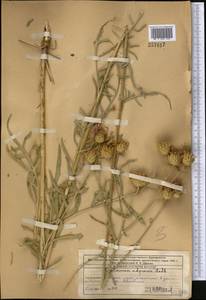 Василек прижаточешуйный Ledeb., Средняя Азия и Казахстан, Западный Тянь-Шань и Каратау (M3) (Казахстан)