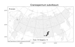 Craniospermum subvillosum, Черепоплодник почтишерстистый Lehm., Атлас флоры России (FLORUS) (Россия)