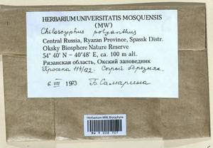 Chiloscyphus polyanthos (L.) Corda, Гербарий мохообразных, Мхи - Центральное Нечерноземье (B6) (Россия)