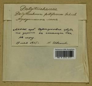 Polytrichum piliferum Hedw., Гербарий мохообразных, Мхи - Москва и Московская область (B6a) (Россия)