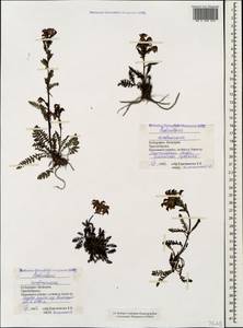 Мытник Нордманна Bunge, Кавказ, Ставропольский край, Карачаево-Черкесия, Кабардино-Балкария (K1b) (Россия)