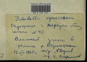 Paludella squarrosa (Hedw.) Brid., Гербарий мохообразных, Мхи - Архангельская и Вологодская области, Коми, Ненецкий АО (B7) (Россия)