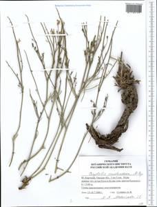 Corydalis pseudoadunca Popov, Средняя Азия и Казахстан, Памир и Памиро-Алай (M2) (Киргизия)