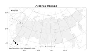 Asperula prostrata, Ясменник стелющийся, Ясменник простертый (Adams) K.Koch, Атлас флоры России (FLORUS) (Россия)