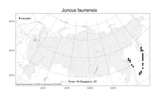 Juncus fauriensis, Ситник Фори Buchenau, Атлас флоры России (FLORUS) (Россия)