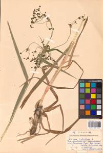 Камыш лесной L., Восточная Европа, Западно-Украинский район (E13) (Украина)