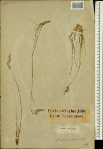 Мелинис ползучий (Willd.) Zizka, Африка (AFR) (ЮАР)