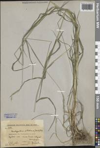 Коротконожка лесная (Huds.) P.Beauv., Восточная Европа, Центральный лесостепной район (E6) (Россия)