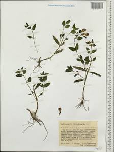 Мытник перевернутый L., Сибирь, Дальний Восток (S6) (Россия)