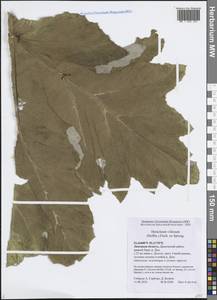 Heracleum villosum (Hoffm.) Fisch. ex Spreng., Восточная Европа, Центральный лесостепной район (E6) (Россия)