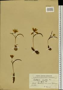 Тюльпан одноцветковый (L.) Besser ex Baker, Сибирь, Западный (Казахстанский) Алтай (S2a) (Казахстан)