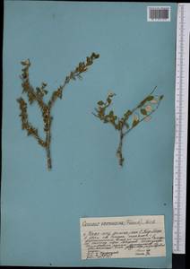 Prunus verrucosa Franch., Средняя Азия и Казахстан, Западный Тянь-Шань и Каратау (M3) (Казахстан)